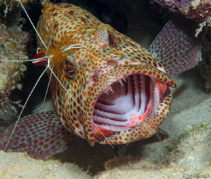 If Dracula was a fish by John Roach 